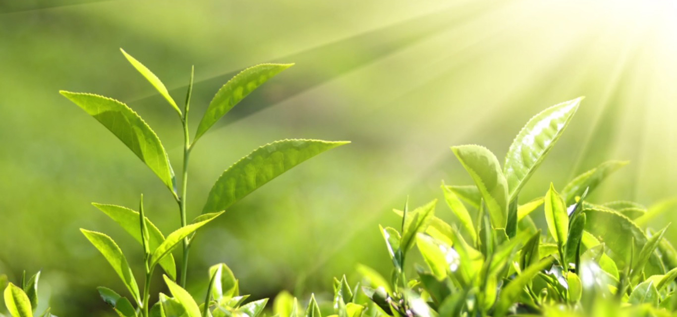 Amber Ventures Trading