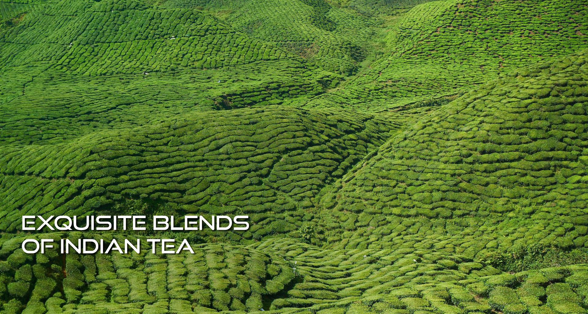 Amber Ventures Trading